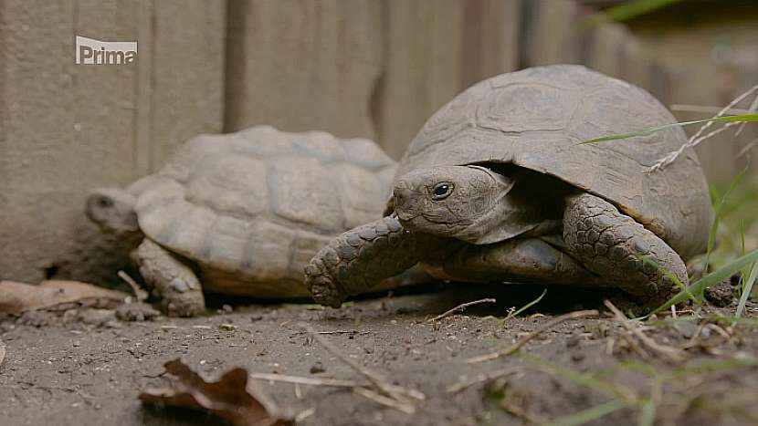 Je nejvyšší čas na zazimování želv (Zdroj: Prima DOMA)