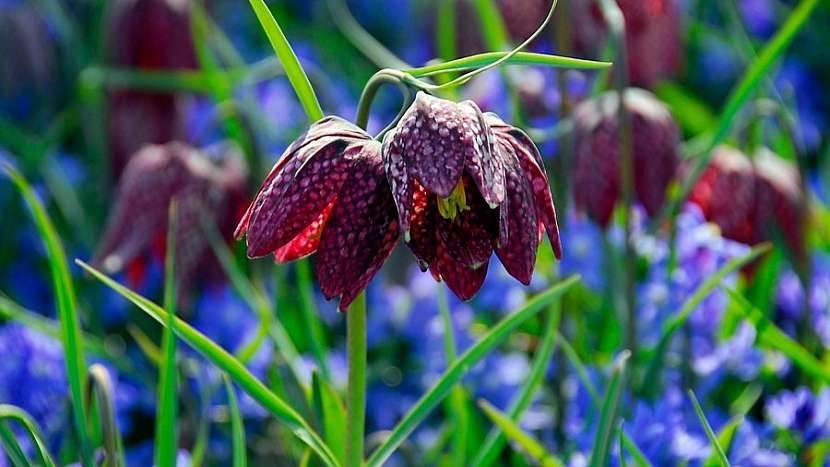 Řebčík kostkovaný (Fritillaria meleagris)