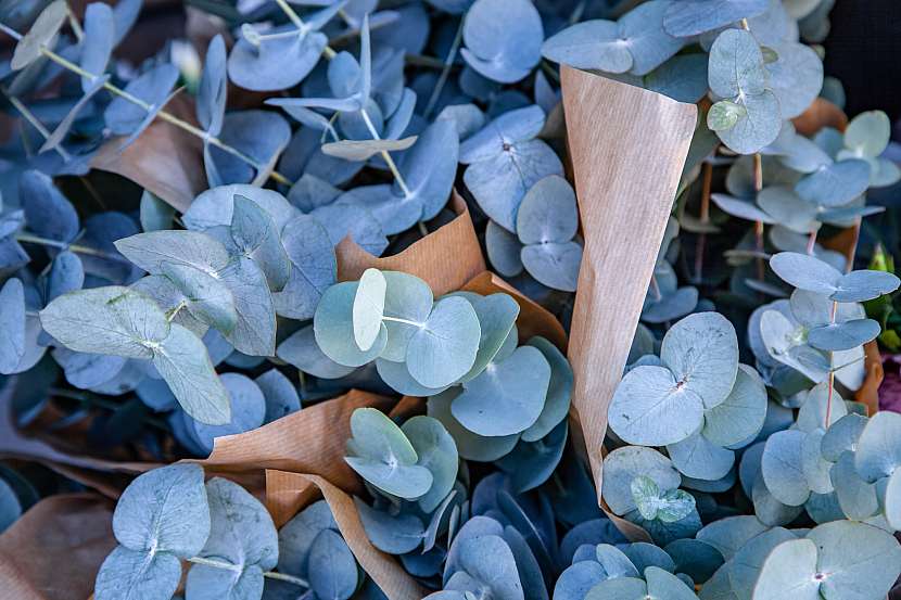 Eukalyptus čistí vzduch svými silicemi