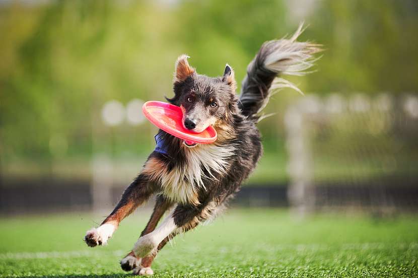 Pohyb si psi užívají, ale i je mohou potkat nejrůznější obtíže (Zdroj: Depositphotos (https://cz.depositphotos.com))