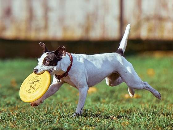 Jak zabavit aktivního čtyřnohého kamaráda: Frisbee se psem