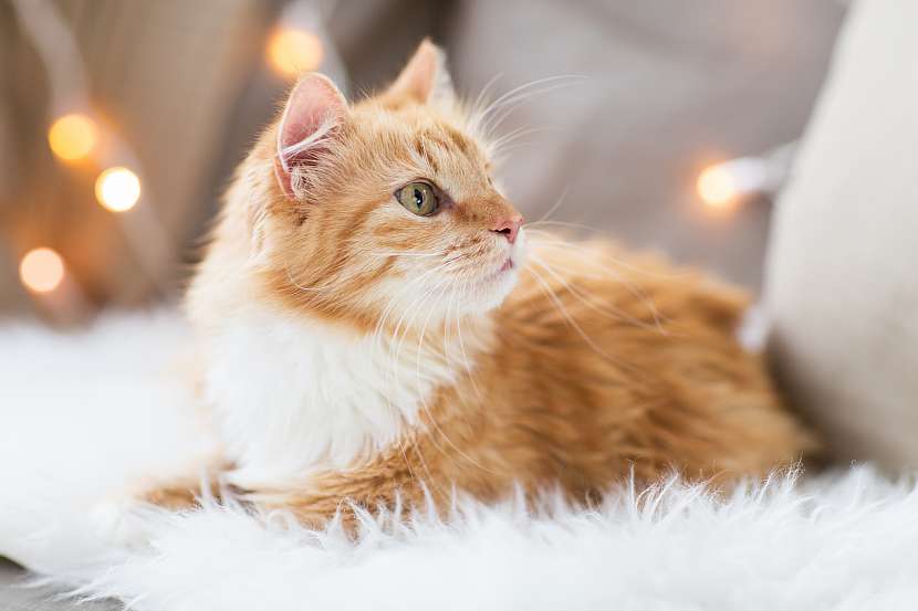 U koček je jednou z nejčastějších zdravotních komplikací sterilní zánět močového měchýře - způsobený stresem