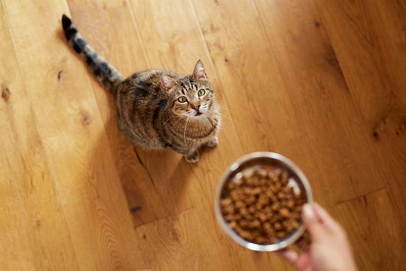 Spokojená kočka potřebuje kvalitní krmivo a vybavení