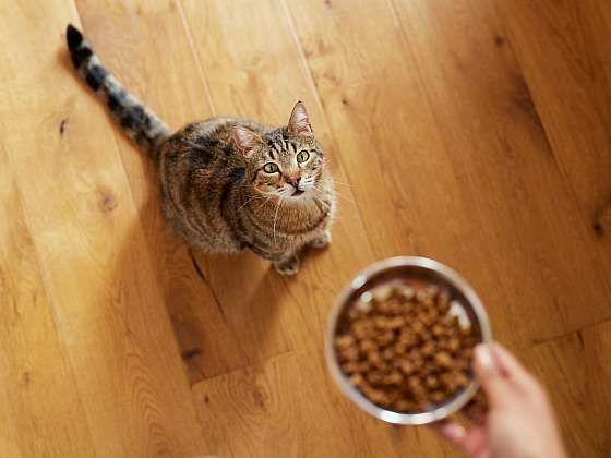 otevřít: Praktické tipy, jak vybrat krmivo, aby byla vaše kočka spokojená