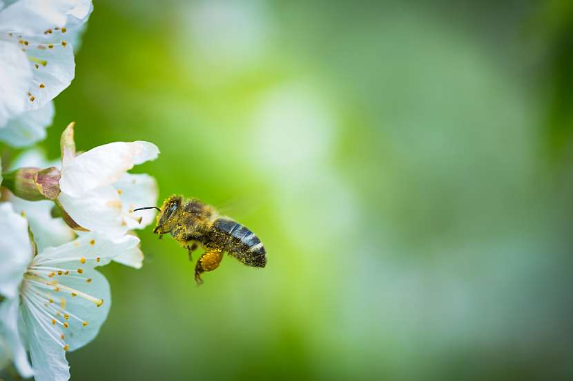 I vy můžete chovat včely! (Zdroj: Depositphotos (https://cz.depositphotos.com))