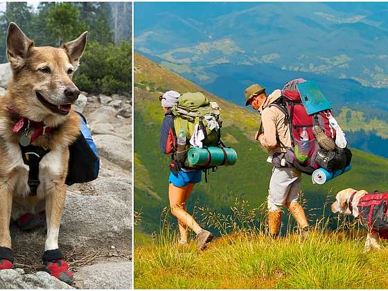 Dogtrekking: Psí sport s extrémní náročností 