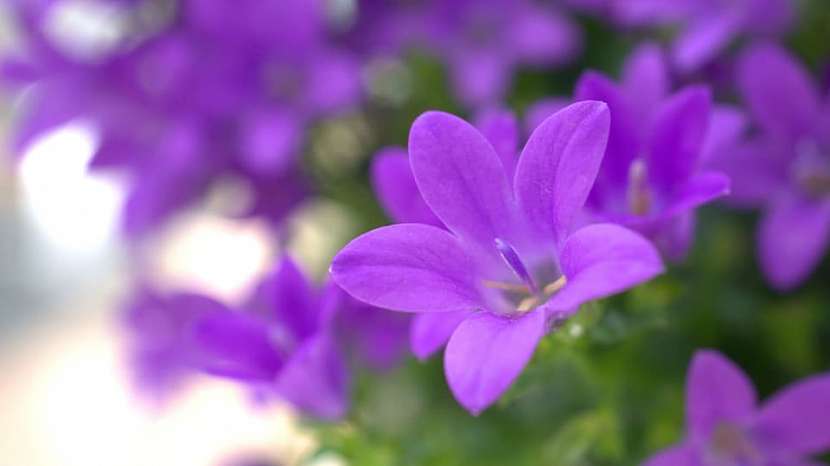 Zvonek by se chtěl opět setkat