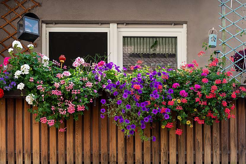 Záplava květů vám může zůstat i během září, balkonové rostliny si ale zaslouží důslednou péči (Zdroj: Depositphotos (https://cz.depositphotos.com))