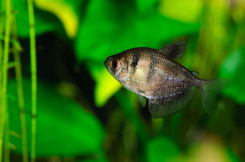 Tetra je pro začátečníky nejvhodnější rybka do akvária (Zdroj: Depositphotos)