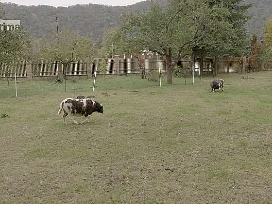 Chov ovcí, praktický i relaxační způsob života na venkově