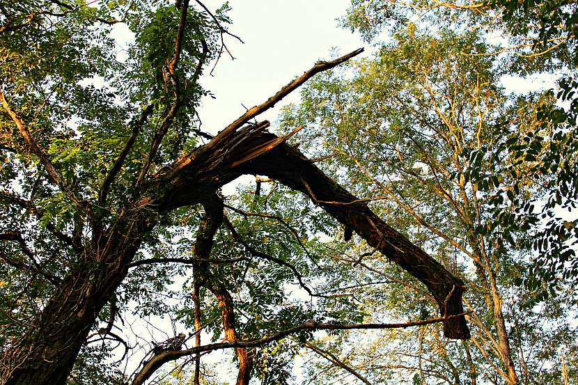 Strom zasažený bleskem