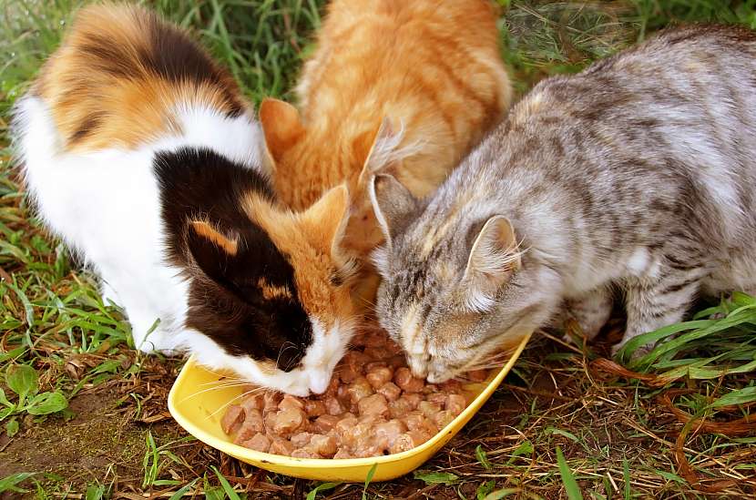 Venkovní kočky krmte kvalitní a vyváženou stravou, pokud možno bez alergenů a s vysokým podílem masa (Zdroj: Depositphotos)