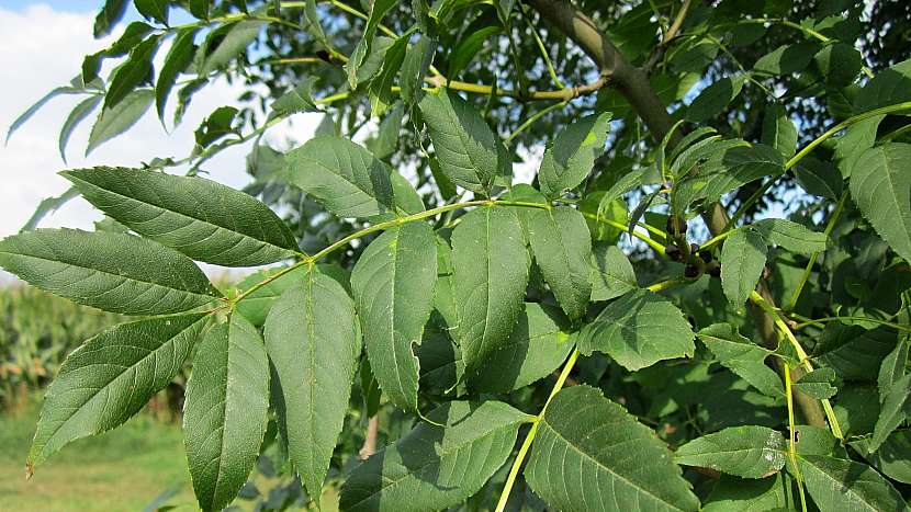 Chcete zhubnout: jasan ztepilý (Fraxinus excelsior).