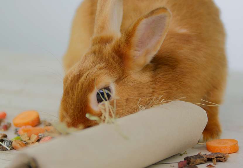 Jak nakrmit a zabavit králíka: seno v papírové ruličce