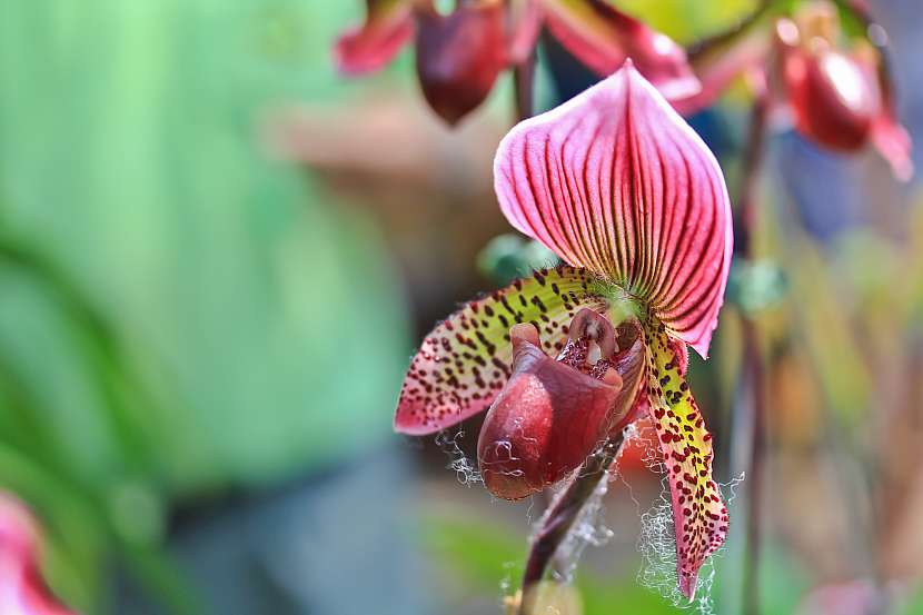Orchidej Lady Slipper vyniká svými kontrastními květy