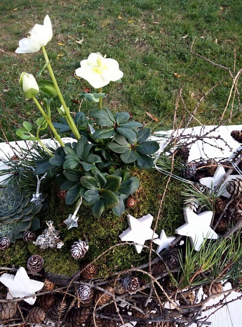 Detail části s čemeřicí.