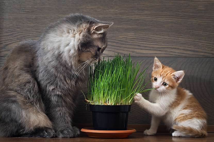 Kočky s velkou vášní rády ožírají pokojové rostliny, zabránit tomu může kočičí tráva, pro niž mají velkou slabost. Vypěstujte jim ji a zachraňte své pokojovky (Zdroj: Depositphotos (https://cz.depositphotos.com))