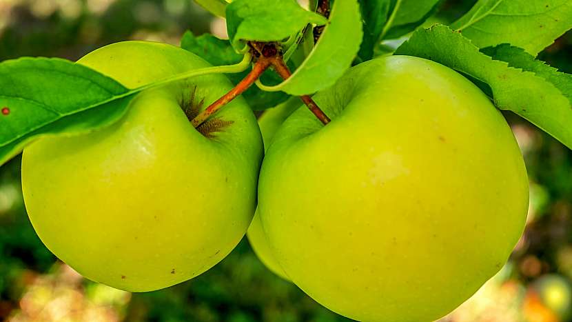 Předpověď počasí a zahrada: sklízí se zimní odrůdy jablek