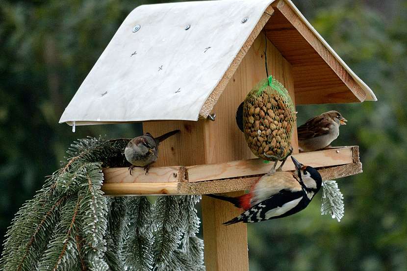 Přikrmování ptactva je věc záslužná, pozor ale například na síťky pro lojové koule, které mohou ptákům uškodit (Zdroj: Depositphotos (https://cz.depositphotos.com))