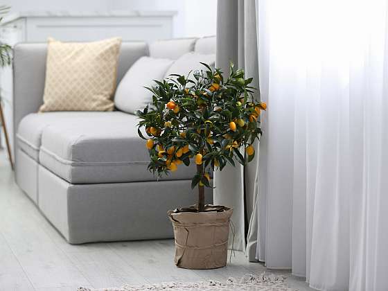 otevřít: I rostliny se musí aklimatizovat. Zvláště při návratu z letního stanoviště