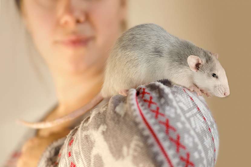 Cvičení se zvířaty může být v podobě potkaního agility, které utužuje vztah zvířete a jeho majitele (Zdroj: Depositphotos (https://cz.depositphotos.com))