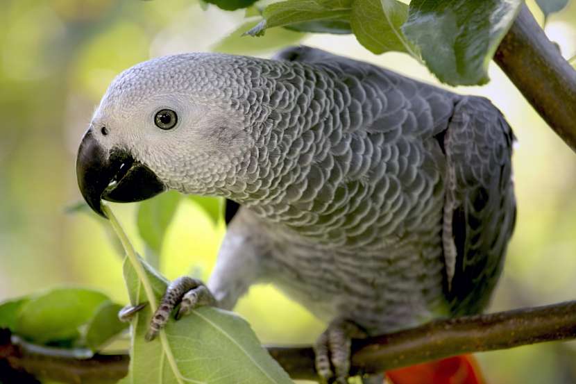 Papoušek šedý, kterému se také říká žako, je podobně jako řada psů fixován na jednoho pána