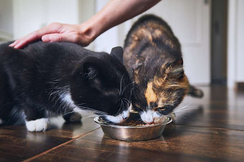 Každá kočka musí mít svoji misku – je to i prevence případných nesvárů mezi nimi