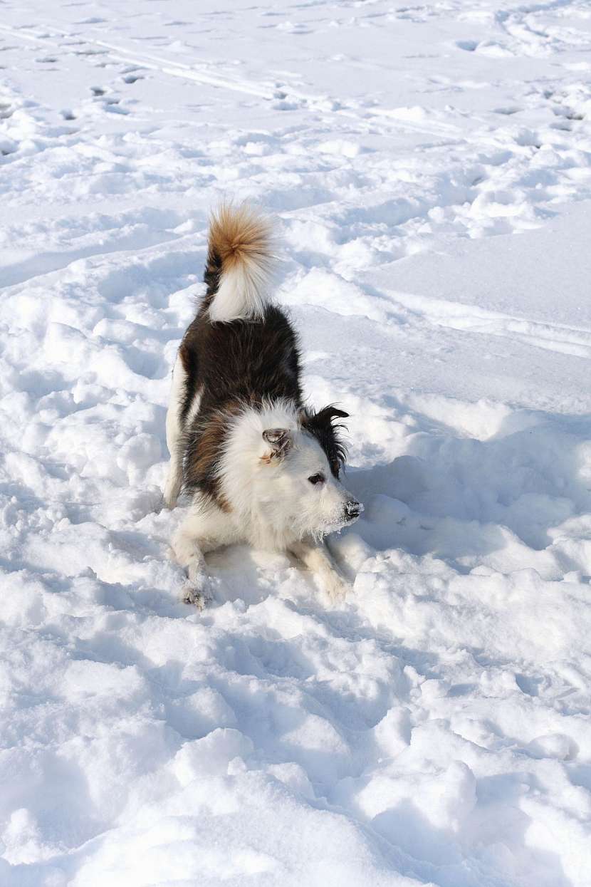 Pes ve sněhu