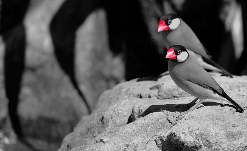 Rýžovník šedý má výraznou kresbu a jasně červený zobák (Zdroj: Depositphotos (https://cz.depositphotos.com))