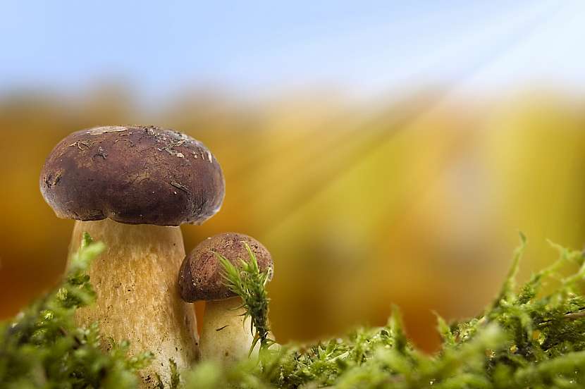 Jak snadno lze zaměnil jedlé houby za jedovaté (Zdroj: Depositphotos)