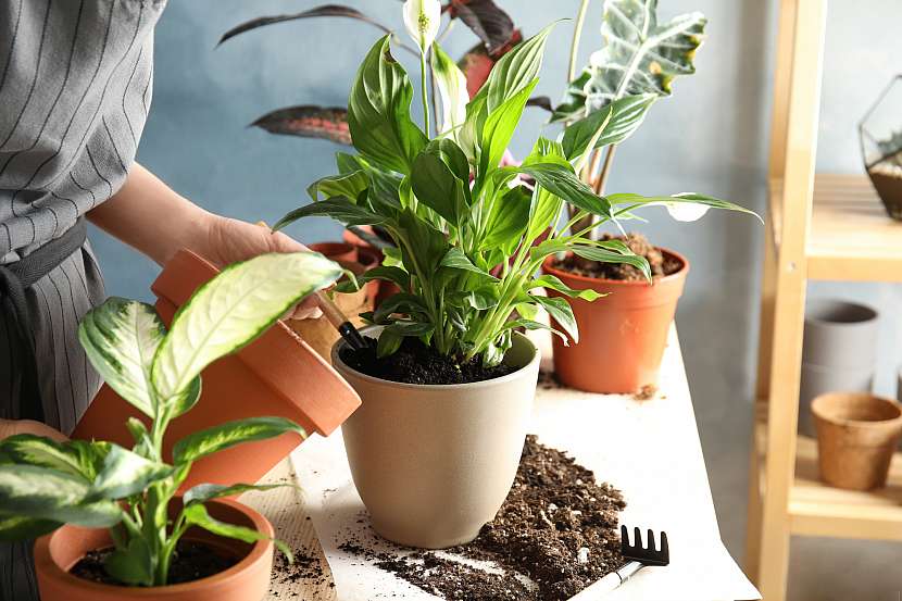 Po vložení rostlin do nových nádob řádně přitlačte substrát, zrychlí se tím ujmutí v novém prostředí