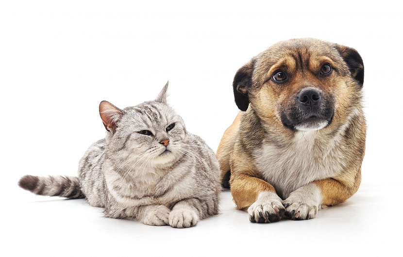 Pes a kočka si mohou způsobit nejrůznější úrazy i při hrách doma (Zdroj: Depositphotos)