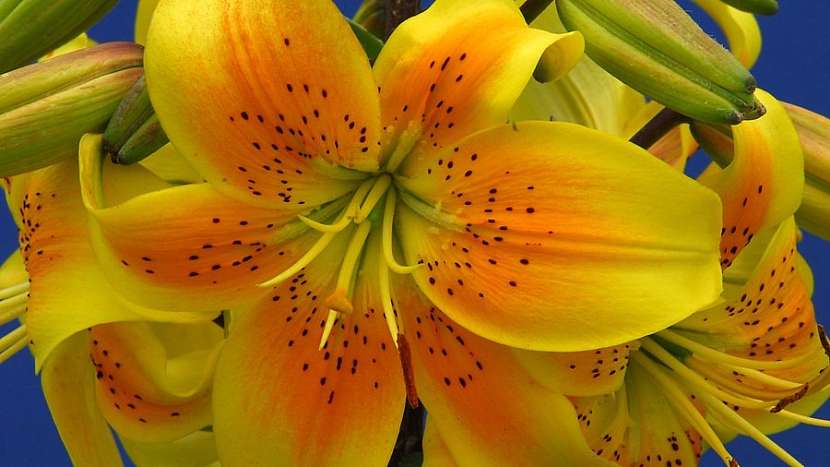 Užijte se květy lilií i doma bez bolesti hlavy a pylových skvrn:asijská lillie kultivar King Pete
