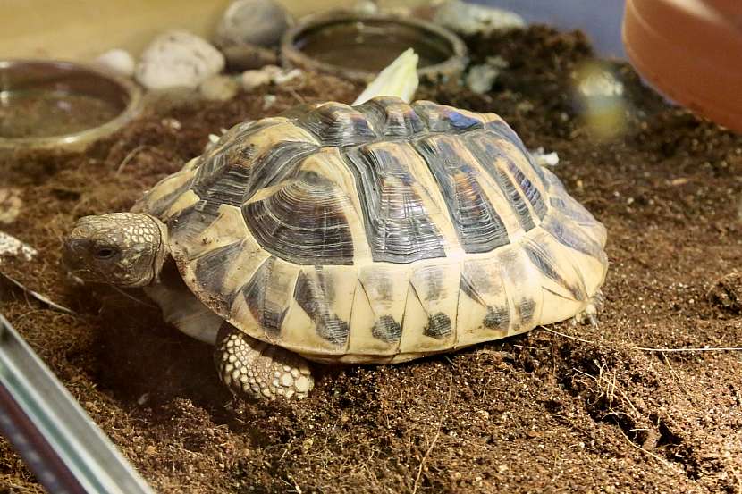 I želva může být vaším domácím mazlíčkem (Zdroj: Archiv FTV Prima)