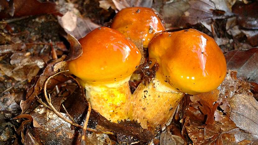 Mezi houbami podzimního lesa najdeme klouzky. Poznáte je? (Zdroj: Jaroslav Vanča)