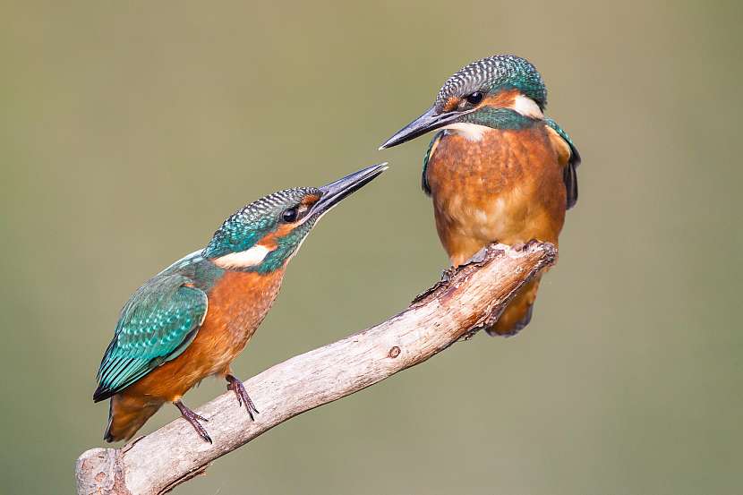 Situace ohledně ohrožených druhů ptactva je alarmující i u nás (Zdroj: Depositphotos (https://cz.depositphotos.com))