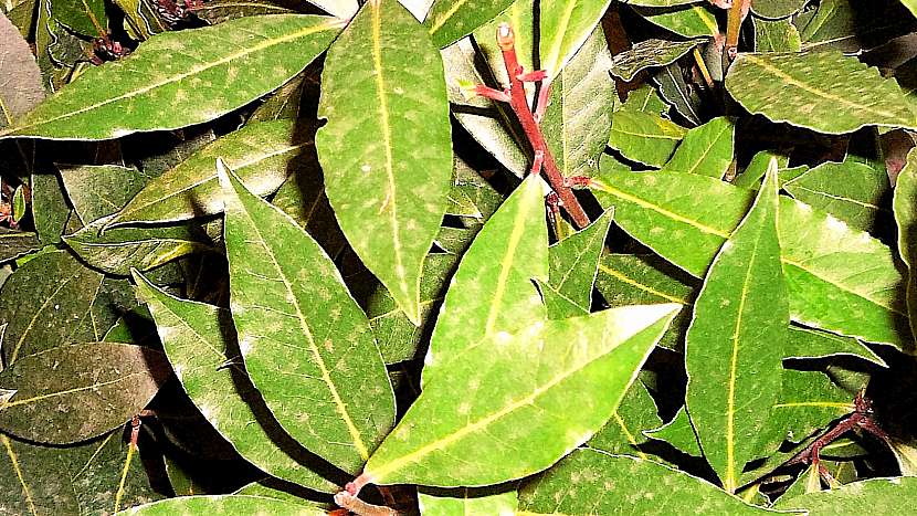 Bobkový list (Laurus nobilis)