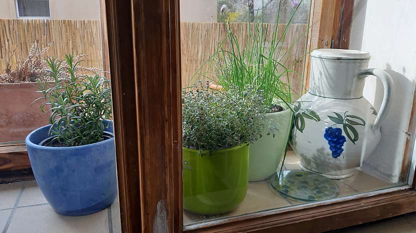 Bylinky pěstované mezi okny dobře prospívají (Zdroj: Daniela Dušková)