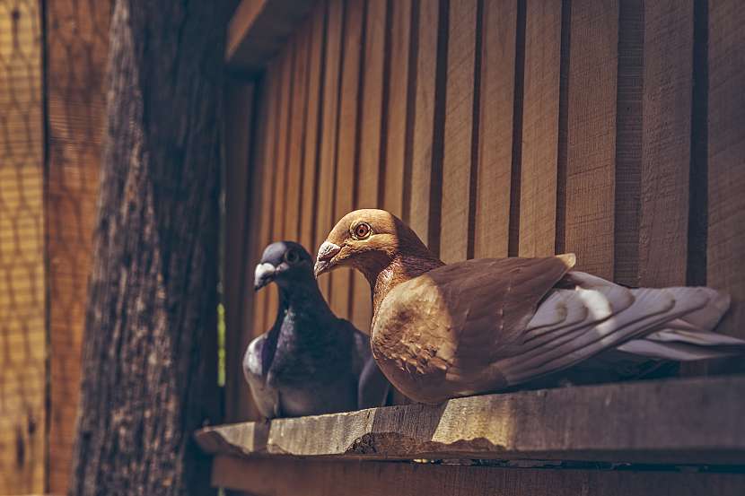 Dva holubi sedící