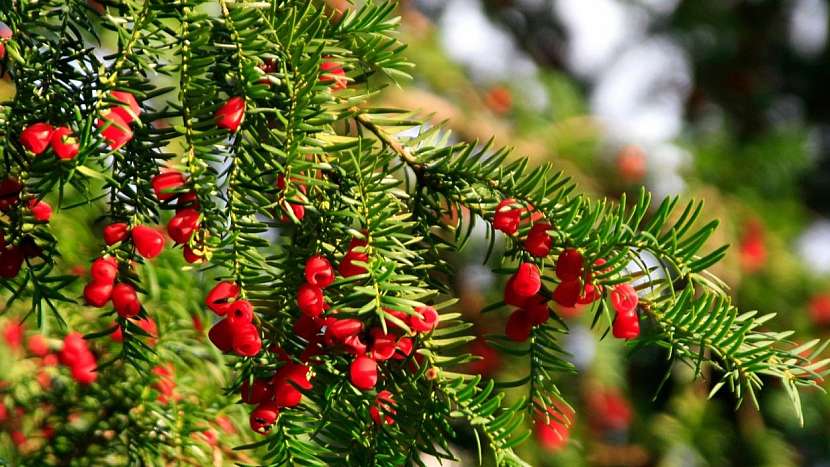 Jedovaté rostliny: tis červený (Taxus baccata)