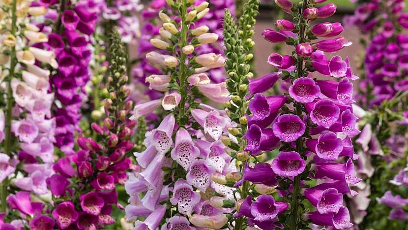 Jedovaté rostliny: náprstník červený (Digitalis purpurea)