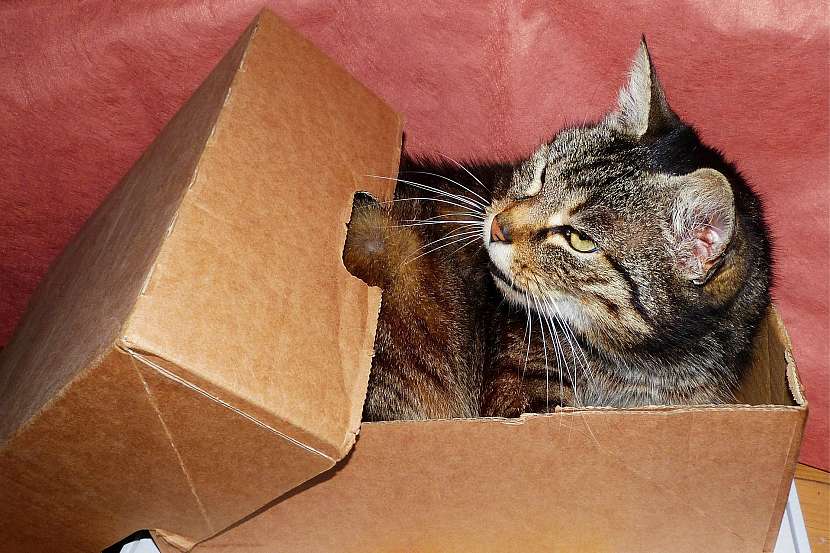 Pelíšek pro kočku: čím je krabice menší, tím je kočka spokojenější