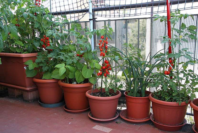Vypěstovat na balkoně zeleninu už není science fiction (Zdroj: Depositphotos (https://cz.depositphotos.com))