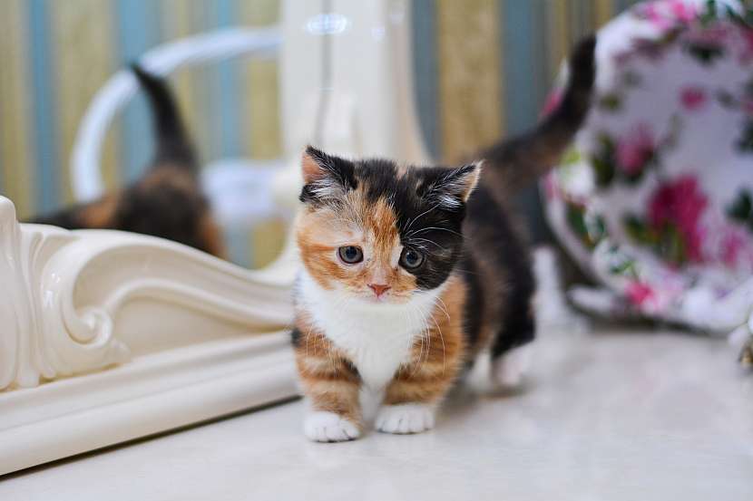 Munchkin je kočka co vypadá jako jezevčík (Zdroj: Depositphotos)