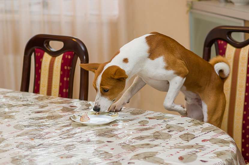 U psů mohou otravu způsobit i toxiny obsažené ve zkažené potravě nebo vodě