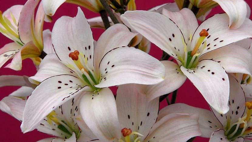 Užijte se květy lilií i doma bez bolesti hlavy a pylových skvrn: asijská lillie kultivar Spring Pink