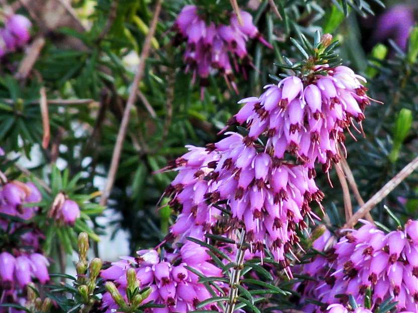 Vřesovec pleťový (Erica carnea)