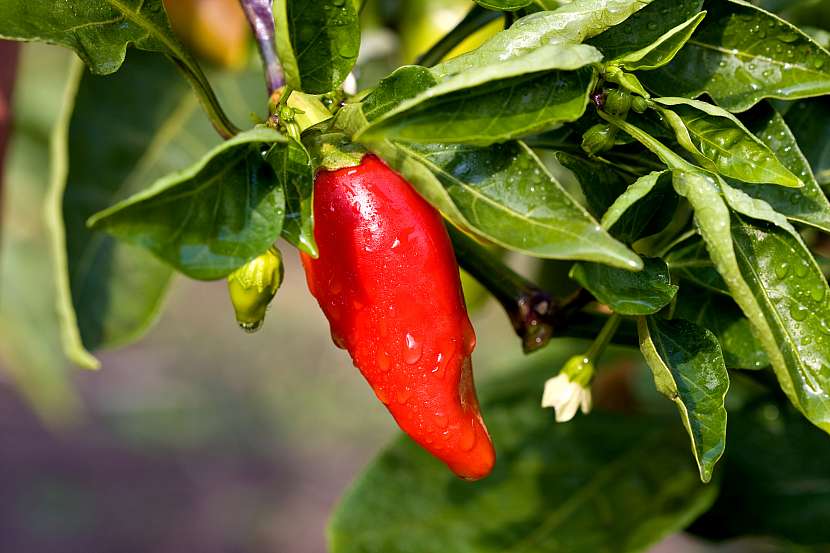 Chilli papričky mají mnoho pozitivních účinků na naše zdraví (Zdroj: Depositphotos (https://cz.depositphotos.com))
