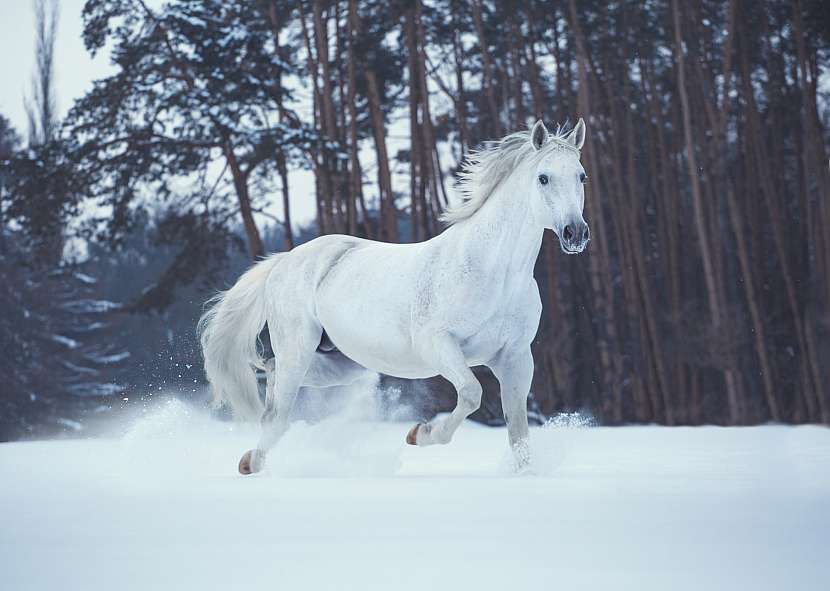 Bílý kůň  