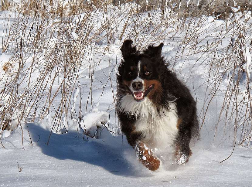 Velký a chundelatý pes v zimě tolik netrpí
